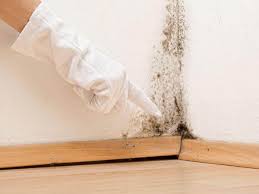 Best Asbestos and Lead Testing During Mold Inspection  in Clermont, FL